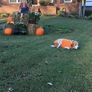 Meet your Posher, Trevor